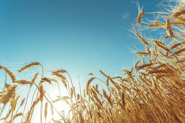 golden wheat field and sunny day