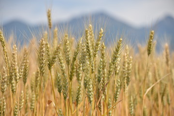 Fototapeta premium wheat