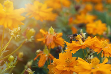 Naklejka na ściany i meble Closeup Spring orange flower and Bee