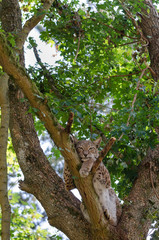 Lynx 