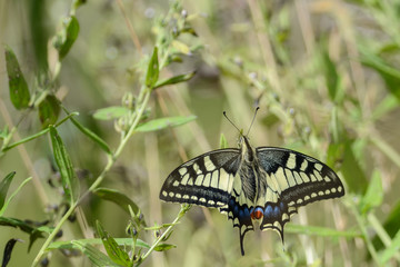  machaon