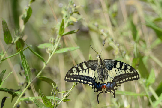  machaon