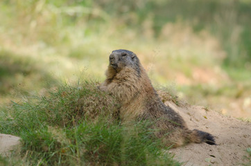 marmotte des Alpes
