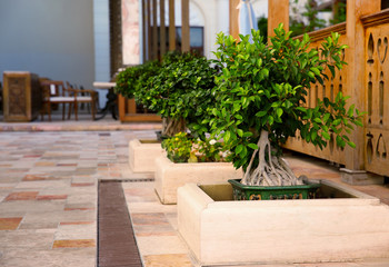 Fototapeta na wymiar Landscape design with beautiful Bonsai tree at resort