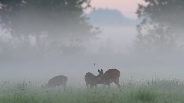 Reh mit zwei Kitzen, beknabbern sich z&auml;rtlich, Sommer