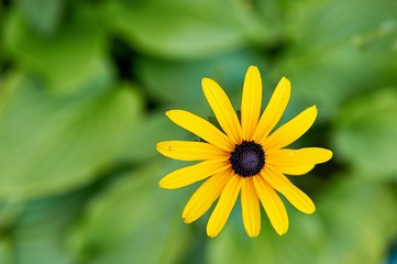 Sunchoke yellow flower (helianthus tuberosus).