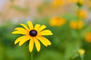 Sunchoke yellow flower (helianthus tuberosus).