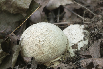 Phallus impudicus (common stinkhorn)