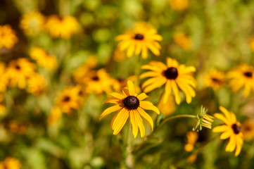 Sunchoke yellow flower (helianthus tuberosus).