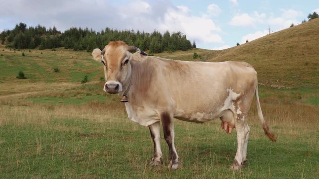 The cow stands on pasture wagging its tail looking at the camera. Nature landscape