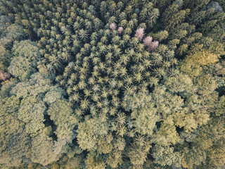 Wald von oben 