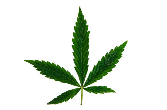 Leaf of the cannabis plant isolated on white