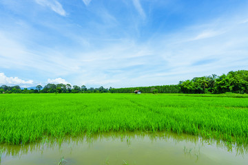 Landscape of grass field and green environment public park use as natural with refection ,spring and summer, nature and urban environment concept.