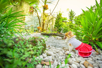 Pomeranian dog wear red dress sitting on the small stones in the garden and looking all around. Relaxation of pet concept.