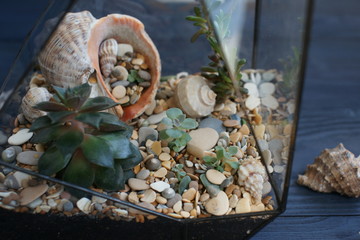 Florarium with seashells