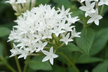 白いペンタスの花