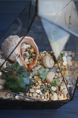 Florarium with seashells