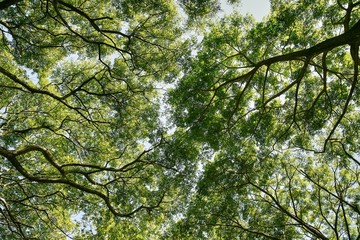 Fototapeta premium Photo low angle view of branches green leaves trees