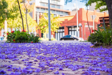 Jacaranda tree petals