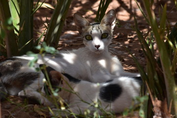 CHATTE MAROCAINE ET SON CHATON