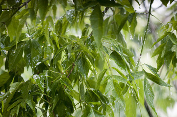 Tree branches in the rain. Close-up.