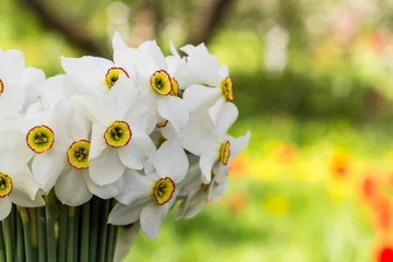 Foto op Canvas Bouquet of small white daffodil © dashtik