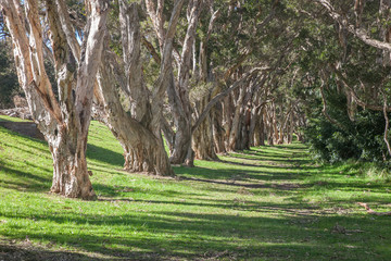 Avenue of paperbark trees in Centennial Park, Sydney, Australia.