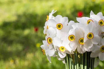 Wandaufkleber Bouquet of small white daffodil © dashtik