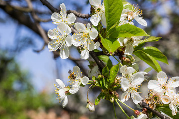Obraz na płótnie Canvas Honey Bee harvesting pollen from Cherry Blossom