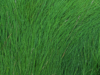 The texture of the wet tall grass.