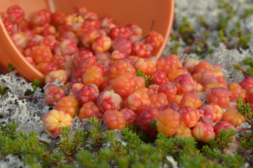 Many picked berries cloudberries on the grass in the tundra.