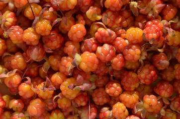 Many ripe cloudberries close photographed.
