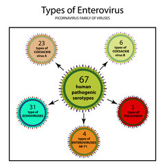 Types of enterovirus. Coxsackie virus A and B, poliomyelitis, echovirus, viruses of the family of picornaviruses, polio virus. Infographics. Vector illustration on isolated background