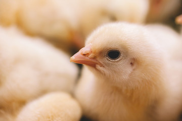 Baby chicken closeup