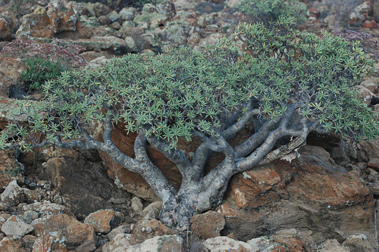 Euphorbia balsamifera also known as sweet tabaiba plant, endemic to Canary Islands, in Tenerife, Spain