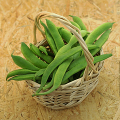 Feuerbohnen, Phaseolus coccineus, Prunkbohnen