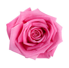  pink rose head isolated  on white  background 