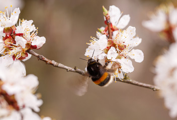 Bee on a flower of the white cherry blossoms