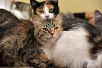 Many cats in the shelter