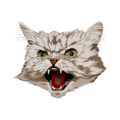 Evil cat
