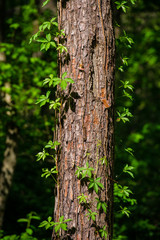 trunk of pine covered with shoots from foliage