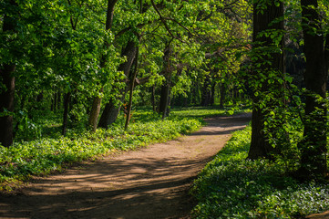 Young green foliage of trees and a hiking trail in the spring morning