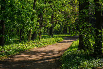 Fototapeta premium Young green foliage of trees and a hiking trail in the spring morning