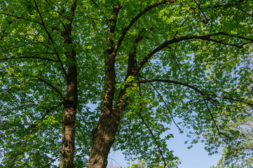 Fototapeta premium Branch of a tree and young green foliage