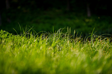 Shoots of a young green grass on a dark blurry background