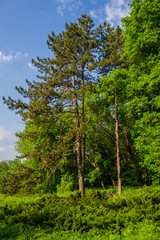 Fototapeta premium Tall pine trees