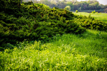 Young green juniper bushes in the spring morning