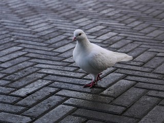 White pigeon