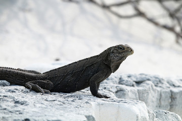 iguana lies on rocks and white sand