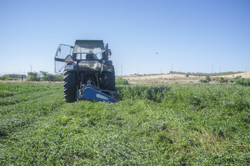 Fototapeta premium Tractor cutting and swathing alfalfa